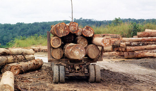 DRC’s stolen timber trafficked to Kenya, Rwanda, Tanzania and Uganda – report