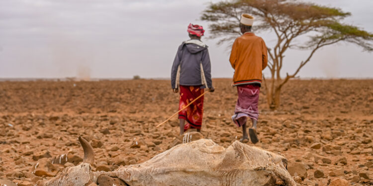 3.5 million Kenyans face hunger as drought worsens, aid funding shrinks