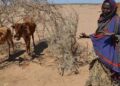 Conflicts, climate change worsen food insecurity in Horn of Africa as 63 million starve