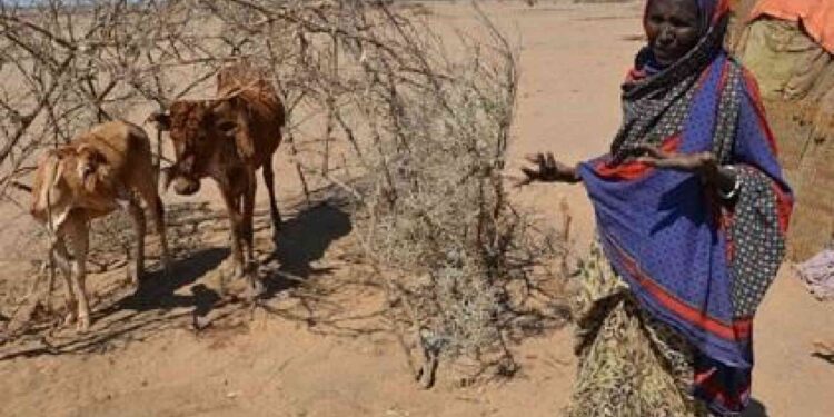 Conflicts, climate change worsen food insecurity in Horn of Africa as 63 million starve