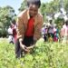 40,000 farmers benefit from FAO’s agroecology farming model