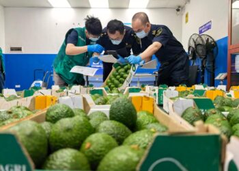 Kenya’s avocado exports get China boost as zero-tariff policy kicks in