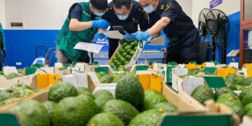 Kenya’s avocado exports get China boost as zero-tariff policy kicks in