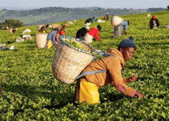 Sudan moves to lift Kenyan tea ban amid diplomatic tensions over RSF