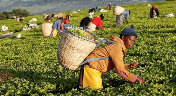 Sudan moves to lift Kenyan tea ban amid diplomatic tensions over RSF